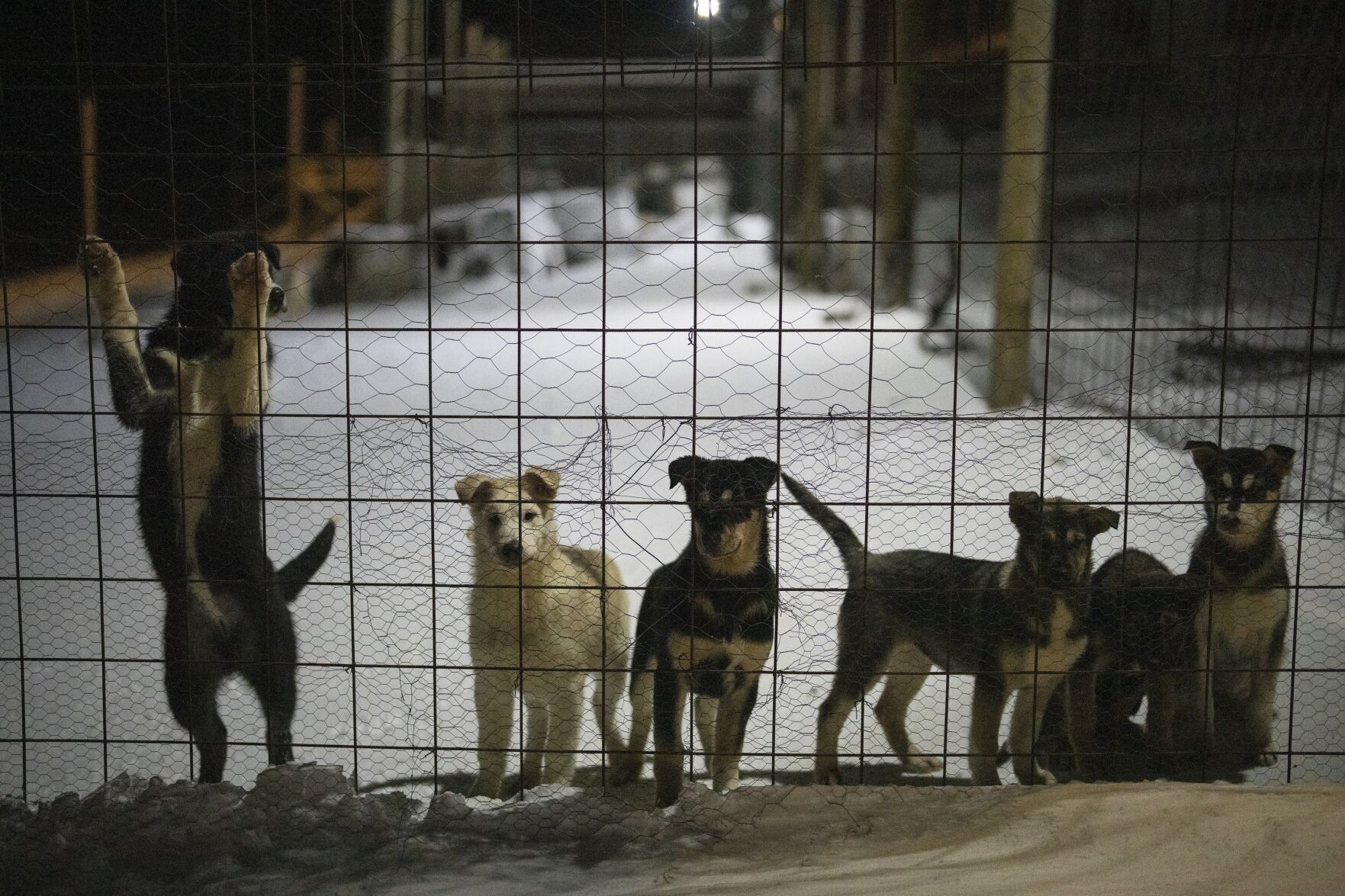 Norwegian Arctic Dog Sledding